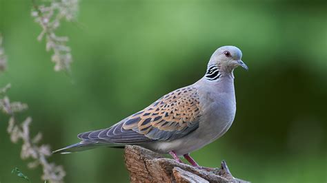 Download wallpaper nature, bird, dove, snag, Kalin Botev, section ...