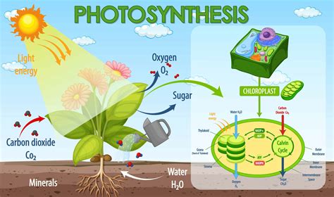 Image result for Basic Photosynthesis