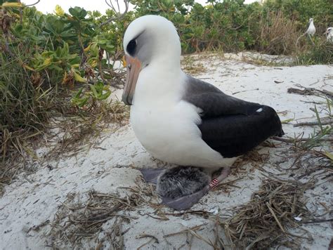 Agreement on the Conservation of Albatrosses and Petrels - Wisdom, the world’s oldest known ...