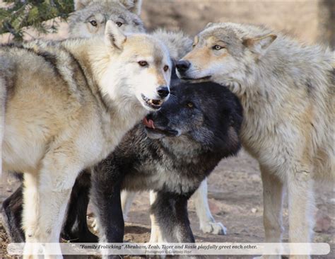 2026 Mission: Wolf "Icons" Calendar – Mission: Wolf Store