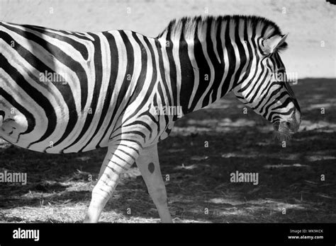 Image result for Zebra Side View