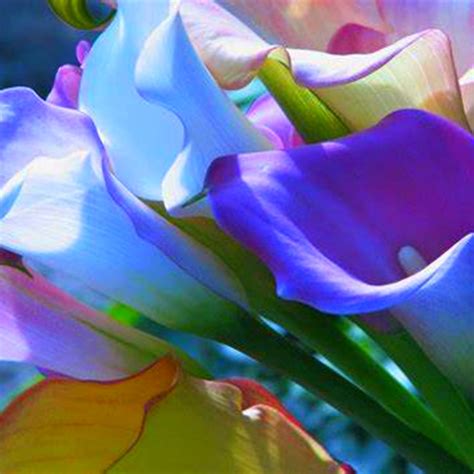 Brilliant Perennial Calla Lily for Planter Exquisite Ornamental Fast ...