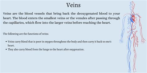 Veins Function Venous Drainage Of The Upper Limb Basilic Cephalic