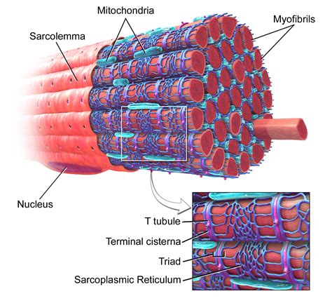 Skeletal Muscle Tissue Labeled Sarcolemma