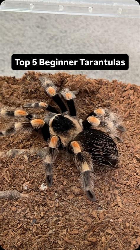Tarantula Body Language Guide