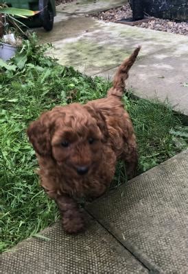 Image result for Beige Cockapoo