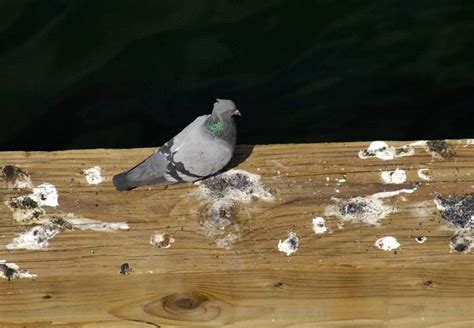 Image result for Identifying Bird Poop