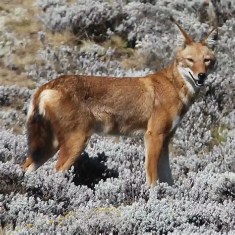 11 Ethiopian Endemic Animals: Discover The Unique Wildlife Of Ethiopia