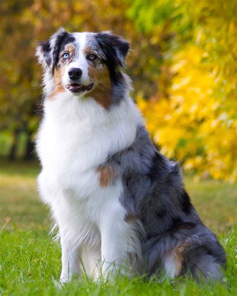 16 Australian Shepherd Colors & Patterns (With Pictures)