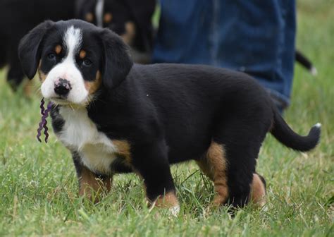 Entlebucher Sennenhund Entelbucher Cattle Dog