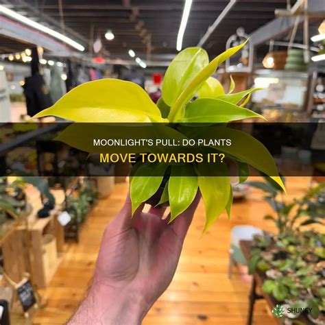 Moonlight's Pull: Do Plants Move Towards It? | ShunCy