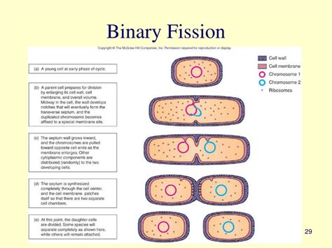 Image result for Binary Fission Examples