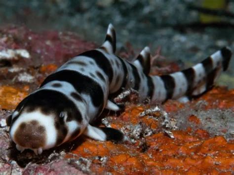 Sharks Have Evolved To Walk: New Walking Shark Species Found Off ...