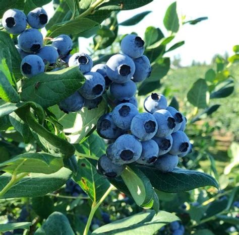 Brunch & Blueberries!, The Rusty Plow Farm, Enumclaw, 22 July 2023 ...