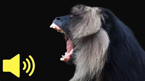 What does a Monkey sound like? (Howler) - Animal Sounds - YouTube