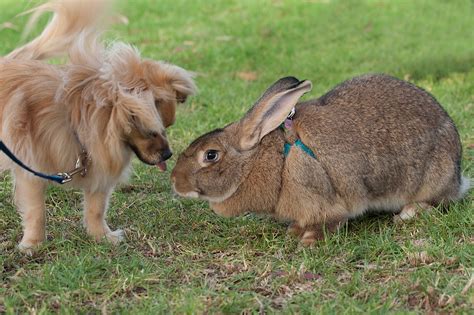 Flemish Giant Rabbit Breeds
