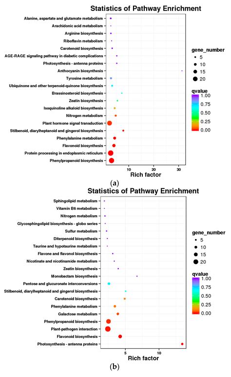 Transcriptomics Integrated with Metabolomics Reveals the Effect of ...