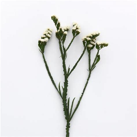 Statice QIS White Flower Seeds – ChhajedGarden.com