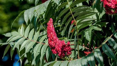 Sumac Tree Identification 的图像结果