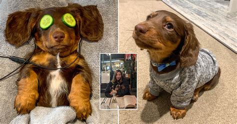 Sausages Dog From That's Life at Kathaleen Velasquez blog