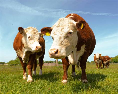 Do All Cows Have Horns? Discover Why and How They Grow - A-Z Animals