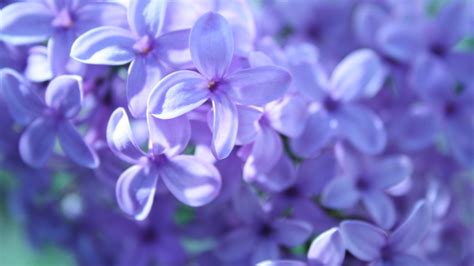 Free Purple Flowers, Download Free Purple Flowers png images, Free ...