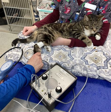 Measuring your cat's blood pressure: why and how