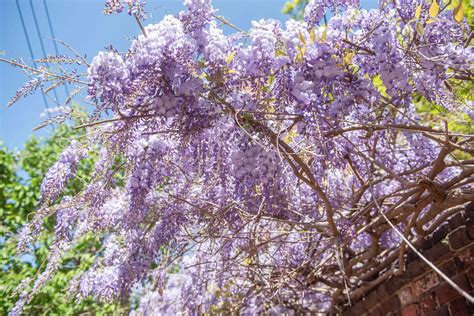 Chinese Wisteria: Plant Care & Growing Guide