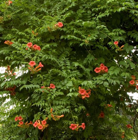 Red Trumpet Shaped Flowers On Vine