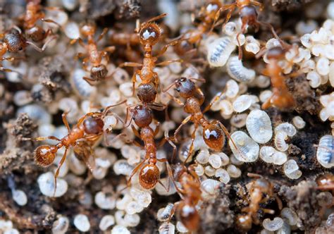 Ant Control & Exterminators | EcoGuard Pest Management