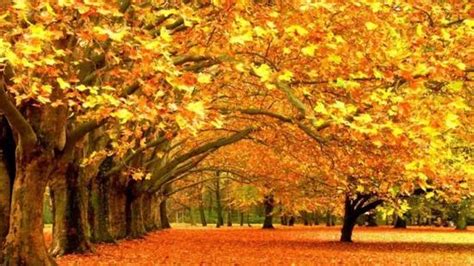秋天的20首古诗词，在最美的秋天里教孩子吧!|秋天|古诗|李白_新浪育儿_新浪网