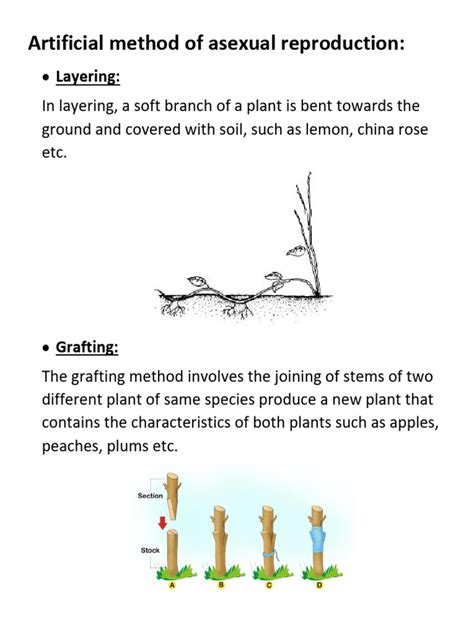 Artificial method of asexual reproduction | PDF