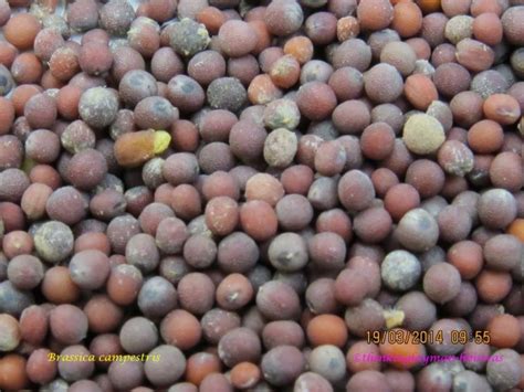 Medicinal Plant Details