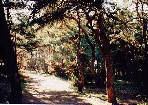 State of the Environment Norway - Forest resources