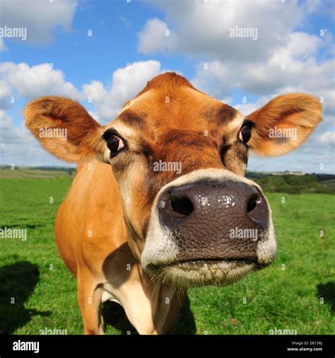 Jersey Cow High Resolution Stock Photography and Images - Alamy