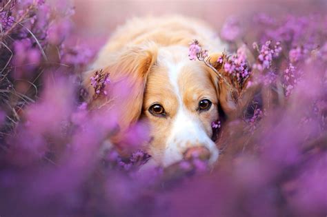 Springtime Dog Wallpapers - Top Free Springtime Dog Backgrounds ...