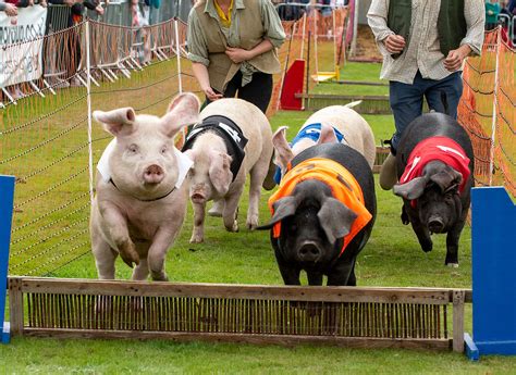 Perth Show 的图像结果