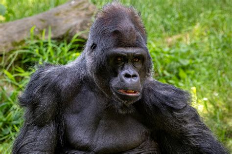 Facts on the Largest Gorilla Species | Eastern Lowland Gorilla
