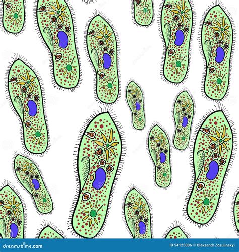 Paramecium Of The Phylum Ciliophora. Vector 1 | CartoonDealer.com #54125806
