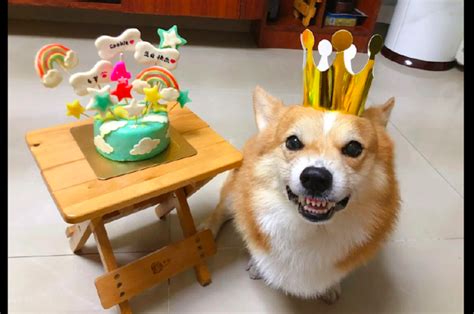 狗狗生日要怎麼慶祝呢？這裡有10種簡單又可愛的方法 - 每日頭條
