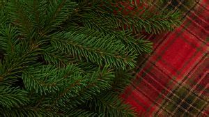 Pine wallpapers hd, desktop backgrounds, images and pictures