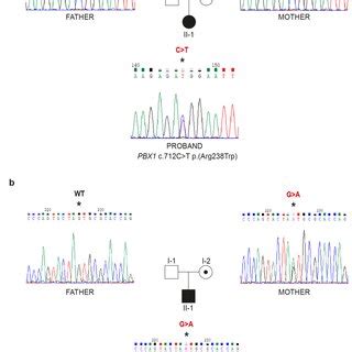 Variants Library NGS 的图像结果