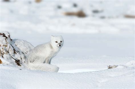 7 Animals That Turn White in Winter | Why, Camoflage, Melanin, and ...