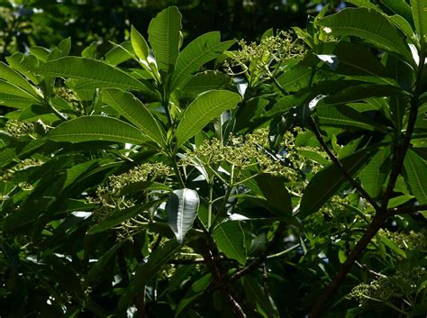 Flora of Zimbabwe: Species information: individual images: Rauvolfia afra - family of rauwolfia