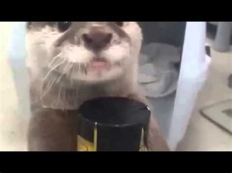 Image result for Otter Using Vending Machine