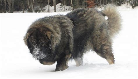 世界最大的犬科动物高加索犬，能够击败北美灰狼吗？_腾讯新闻