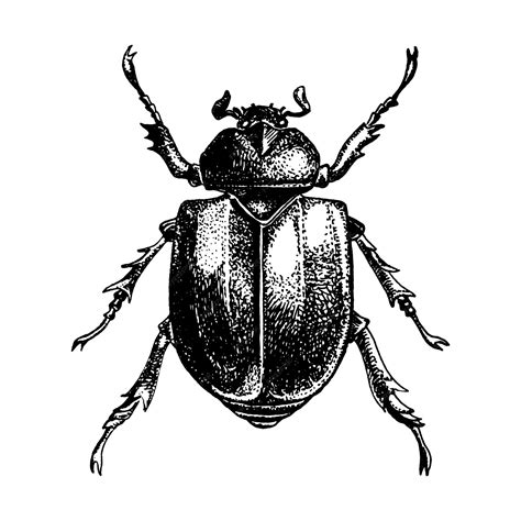 Scarab beetle classic drawn ink illustration isolated on white ...