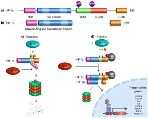 HypoxaMIRs: Key Regulators of Hallmarks of Colorectal Cancer