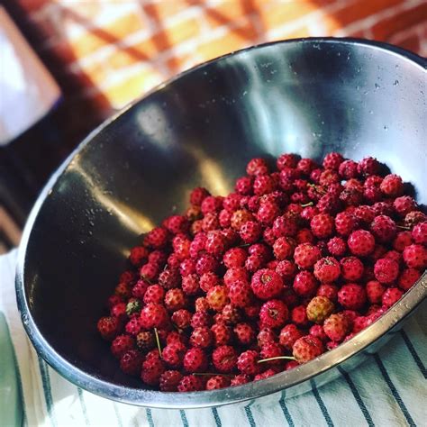 Dogwood Tree Fruit Edible