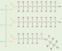 Lipids - Polymers